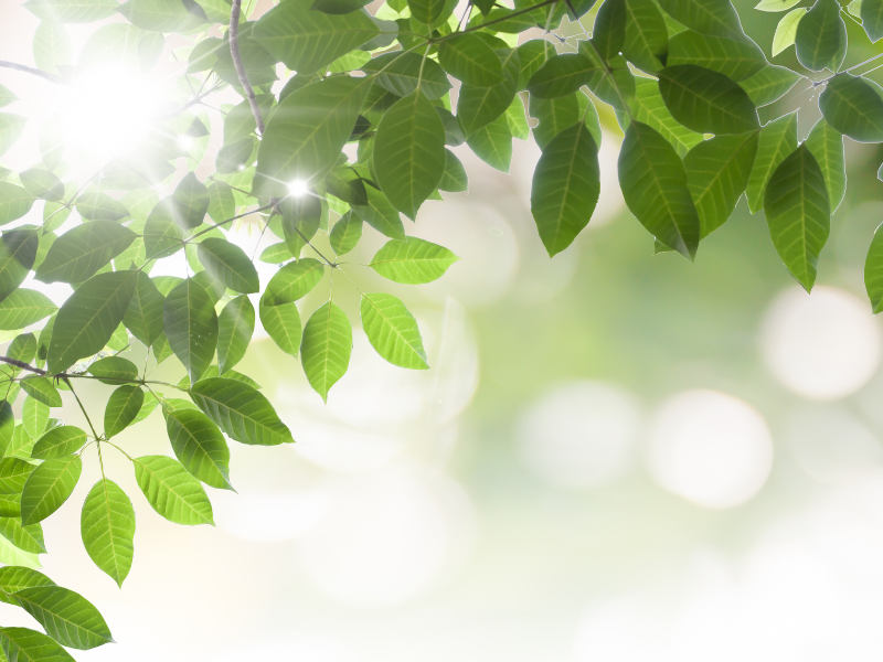 Lightness in trees